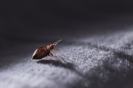 shutterstock_514911577.jpg